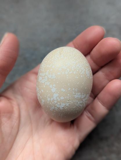 I'm holding an egg in my hand. The egg is a bit wonky, but it looks pretty: the brown egg is speckled with calcium deposits that look like white sprinkles.