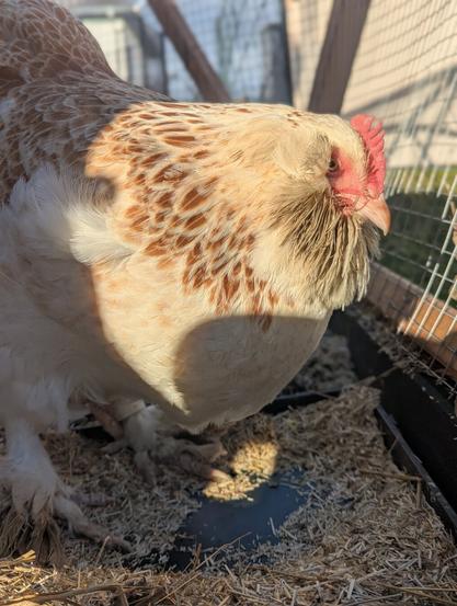 Portrait of my hen Henna. She's standing in the chicken enclosure, scratching in the litter of the droppings tray when I was cleaning their coop.