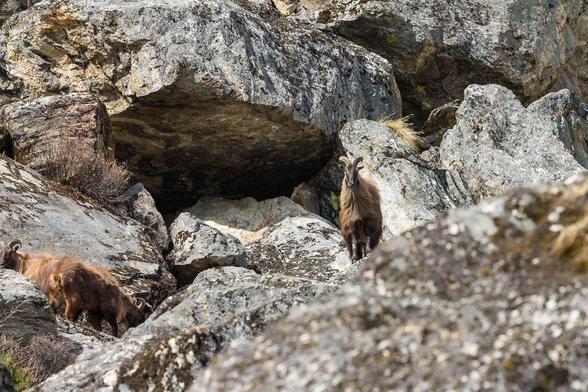 A colour photography depicting  a Himalayan tahr, an even-toed ungulate, standing among grey rocks and facing my camera.
