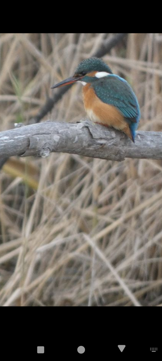 Blauet Martin Pescador