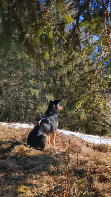 Voici une photo de mon plus jeune chien, Djio. Il a le poil court et noir sur le dos. Beige sur le ventre et les pattes. On s'est promenées dans la montagne et j'ai pris cette photo lors de notre pause pour manger un bout et boire un tisane car il faisait froid et il y avait du vent. Nous sommes sous un sapin.
On le voit assis bien droit dans l'herbe jaunis, à regarder la vue pour repérer des odeurs d'animaux.