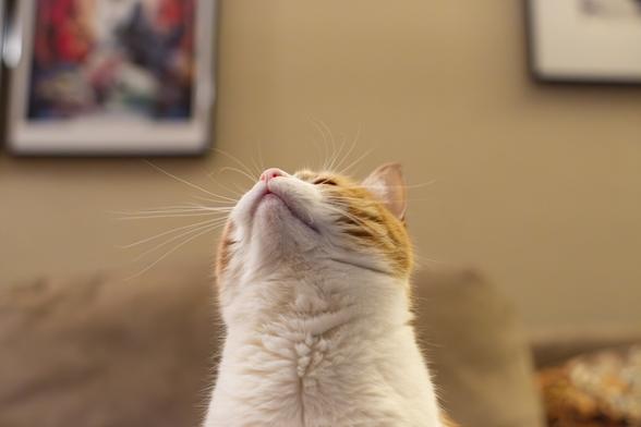 Series of three photos showing an orange and white cat being given a treat. The vantage point is the cat from the neck up and her head is pointed up, looking at the treat. Her mouth and chin are pointing toward the camera. The treat is a large freeze-dried piece of chicken. She is looking at the treat in this photograph, but the treat has not yet entered the photo frame.