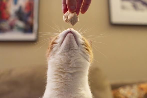 Series of three photos showing an orange and white cat being given a treat. The vantage point is the cat from the neck up and her head is pointed up, looking at the treat. Her mouth and chin are pointing toward the camera. The treat is a large freeze-dried piece of chicken. The treat has entered the photo frame and the cat is looking at the treat and smelling it with her little pink nose.