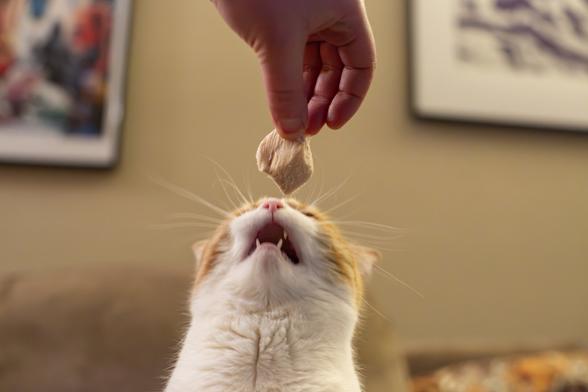 Series of three photos showing an orange and white cat being given a treat. The vantage point is the cat from the neck up and her head is pointed up, looking at the treat. Her mouth and chin are pointing toward the camera. The treat is a large freeze-dried piece of chicken. The cat has opened her mouth to take the treat and several little cat teeth are visible. Her mouth is like a gaping black hole.
