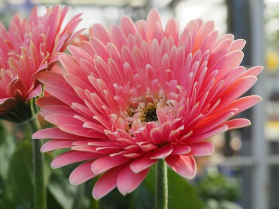 Close-up of a vibrant pink gerbera daisy in full bloom with a visible yellow center, surrounded by green leaves.