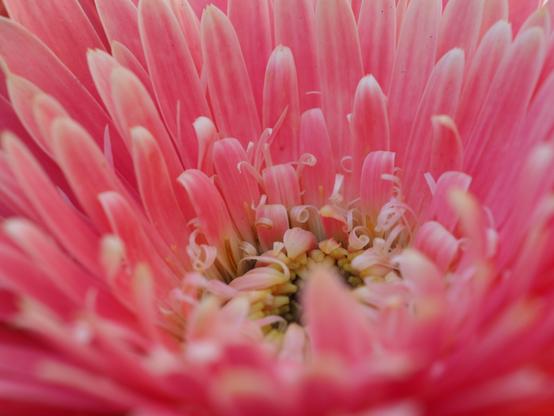An even more zoomed in close-up focusing on the daisy's visible center. The pink petals are exaggerated.