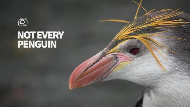 "Not Every Penguin" on my YouTube and PeerTube channels.