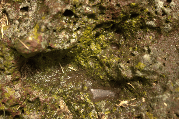Close-up image of a rock surface with a rough, porous texture. The rock is wet, with water droplets visible on its surface, and has patches of green moss or algae growing in some areas. There are small pieces of dried grass and organic debris scattered around the rock