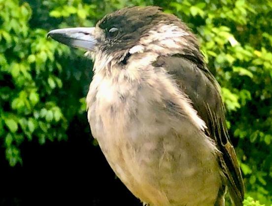 I call this Australian Butcherbird “Smiley, a silent, deadly & grey man. The le Carré of birds.
