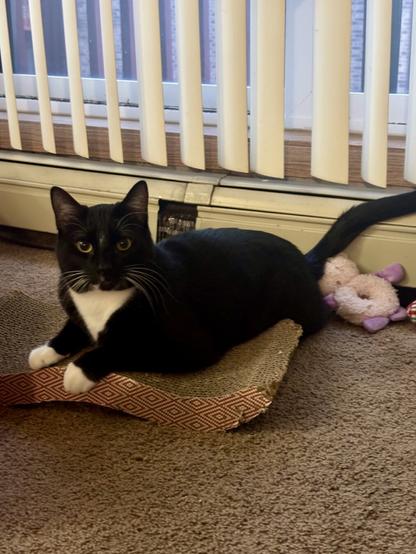 Black with white shorthair cat, Gunther, laying on a cardboard cat scratch board while looking at the camera.