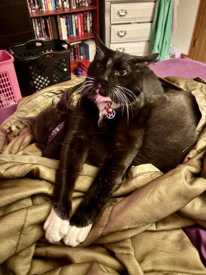 Black and white shorthair cat , Gunther, laying on top of grey cat, Jericho,  in an awkward and silly pose where its front legs stick out. Both cats are on an army green polyester blanket that is piled in a nest shape