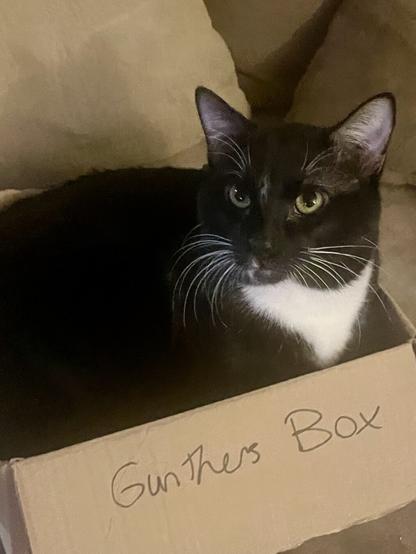 A black and white shorthair cat, Gunther, sitting in a cardboard box with written label “Gunther’s Box,”