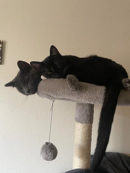 Two cats, one grey and big, Jericho, and one smaller and black, Gunther, cuddling and resting on top of a light grey cat tree with a dangling toy ball attached to platform