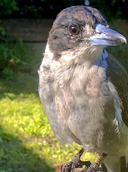 Percy, a male Butcherbird waiting on a stick.