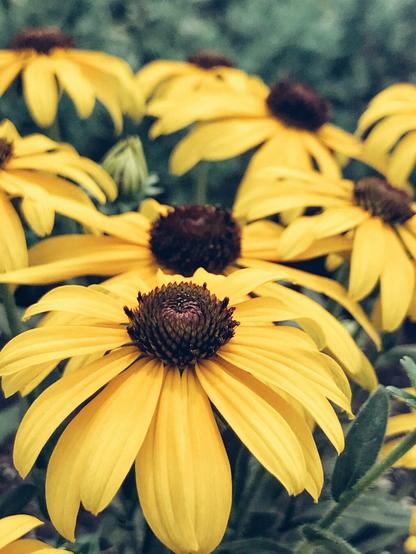 Close up of rudbeckia flowers also known as black eyed Susan’s. Yellow flowers with brown centers.