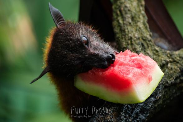 A fruit bat enthusiastically noms on a watermelon slice.