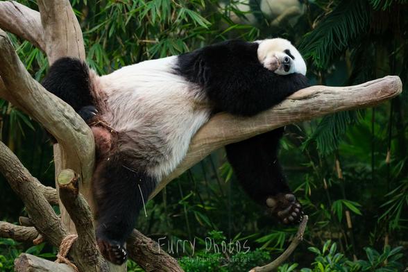 A giant panda takes a nap on some artificially placed branches. It's amazing how she does not fall off.