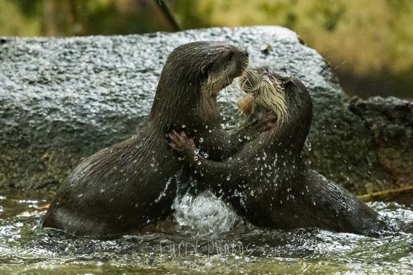 Two small clawed Asian otters play right in a shallow stream.