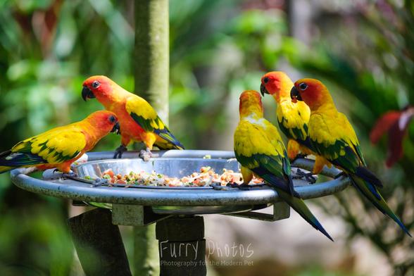 A flock of sun conures enjoy a plate of cubed fruits and vegetables.