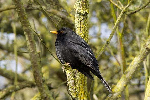 Eine männliche Amsel (Turdus merula) sitzt aufgeplustert im kahlen Geäst eines Strauchs.
Der Vogel besitzt ein schwarzes Gefieder. Der Schnabel ist gelb. Die Augen werden durch gelbe Augenringe eingefaßt.