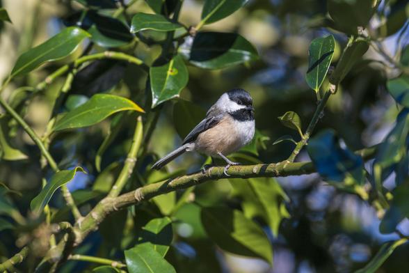 a Black-capped Chickadee perched on the branch of a plant with thick green leaves. the sun is shining from behind the camera, and the whole scene is brightly lit. the chickadee has a bit of red dirt on its upper beak
