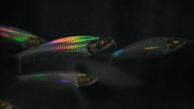 le-silure-de-verre-declenche-une-couleur-arc-en-ciel-par-ses-muscles