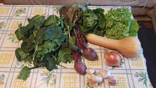 Contenido de la cesta de la semana sobre una mesa con hule.
A la izquierda un (buen) montón de espinacas. Hacia la derecha, remolachas. Luego arriba un par de lechugas. Debajo una calabaza cacahuete, una cebolla y unas cabezas de ajos.