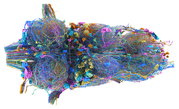 Dense arbors from neurons in a fruit fly's nerve cord.