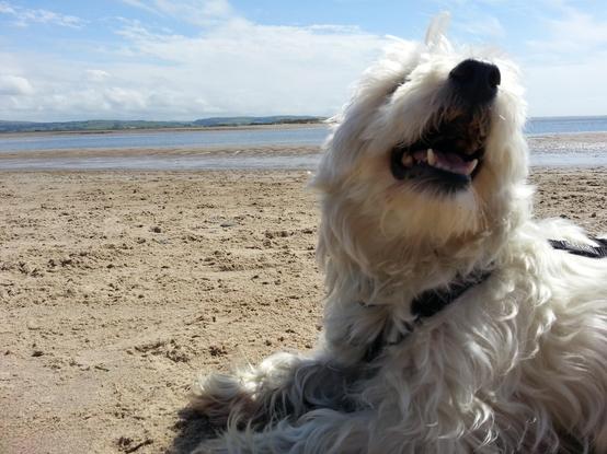 A Westie dog called Mr Lewis, he is lying on the sand at the beach. He is looking up and away from the camera looking very happy. The sea is in the distance behind him and it's a beautiful sunny day.