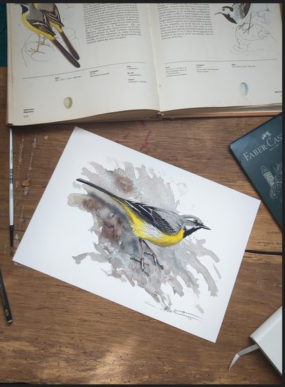 Photo d'une peinture de bergeronnette des ruisseaux à l'aquarelle