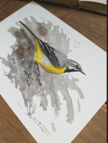 Aquarelle de bergeronnette des ruisseaux