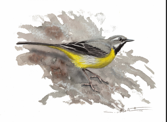 Peinture de bergeronnette des ruisseaux