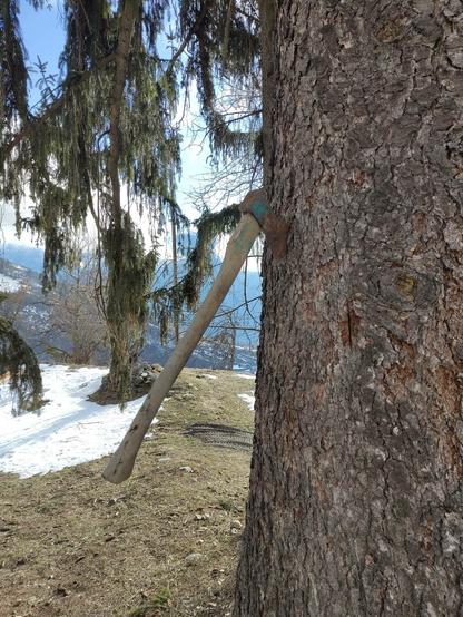 Eine Axt steckt in einem grossen Nadelbaum.