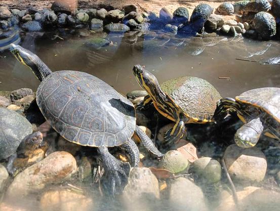tortugas exhibidas en el zoologico regional de chiapas