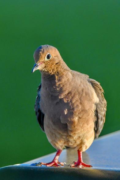 A Mourning Dove sulks