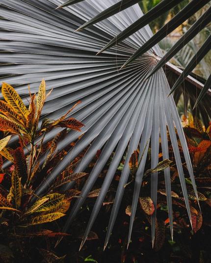 Tropical plant