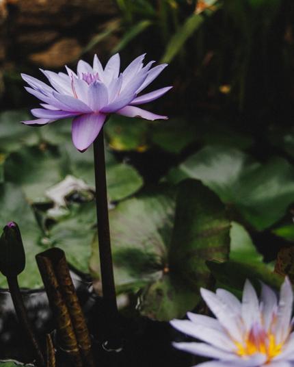 Purple lily