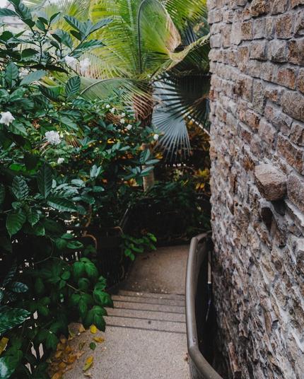 Stains in conservatory with some tropical plsnts