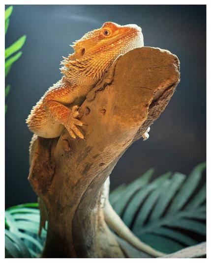 Stately lizard watching the guests at Cebu's Ocean Park aquarium.