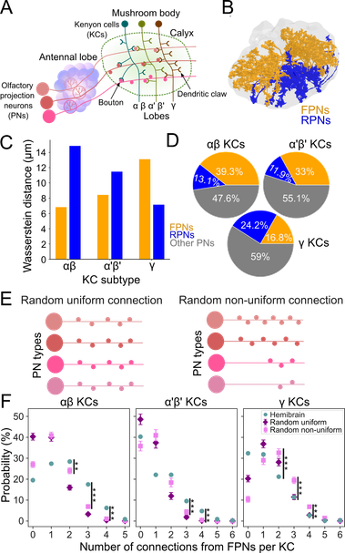 Figure 1. Structured spatial organisation of PN to KC connections in the calyx reflects ethological odour categories.