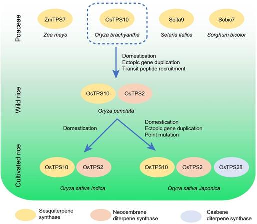 This flow diagram illustrates that rice sesquiterpene synthase OsTPS10 is conserved in monocots and first appeared in wild rice, whereas the casbene-type diterpene synthases OsTPS2 and OsTPS28 sequentially evolved through gene duplication, transit peptide recruitment, and mutation of key amino acids such as H362R.