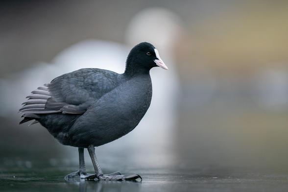 Photographie d'une foulque macroule en gros plan, debout sur une surface d'eau gelée. L'oiseau, au plumage noir et au bec blanc caractéristique, est un peu décalé sur la gauche de l'image. L'arrière-plan est flou.