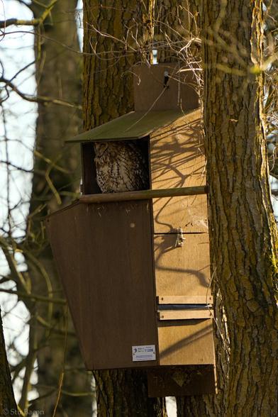 A photograph of a Tawny owl asleep in the entrance of its nesting box.