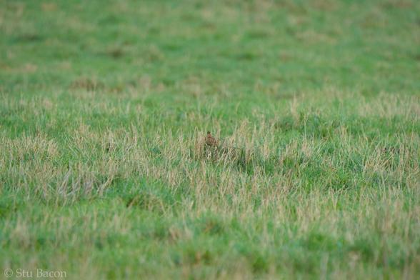 A photograph of a Skylark barely visible in the grass and twigs of a meadow