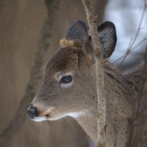 Portrait of a deer standing in the woods, eyeing the viewer. Two burdock seedpods cling to its head between its ears. A few snowflakes are falling.