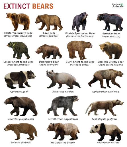 Image titled with "Extinct Bears" showing images of  17 different extinct bears with their common name and Latin name. A few of the bears have tails, while most do not. A full description of each bear and its name can be found in the toot linked as the source toot.
