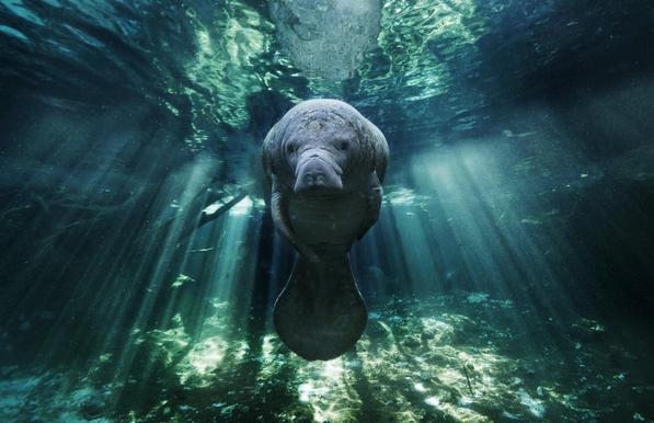 It's a photo of a manatee surrounded by ray of lights in Three Sisters spring. He's looking straight to the photographer. The water is green and turquoise.