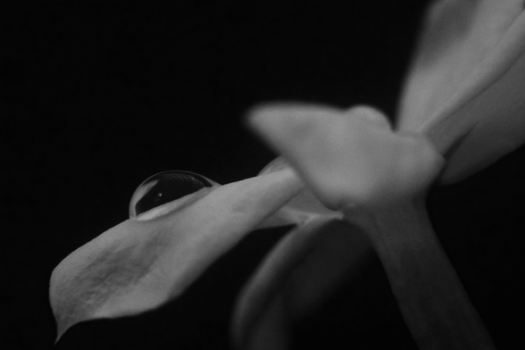 Black and white photograph of a closeup of a flower with a drop of water on one of its petals