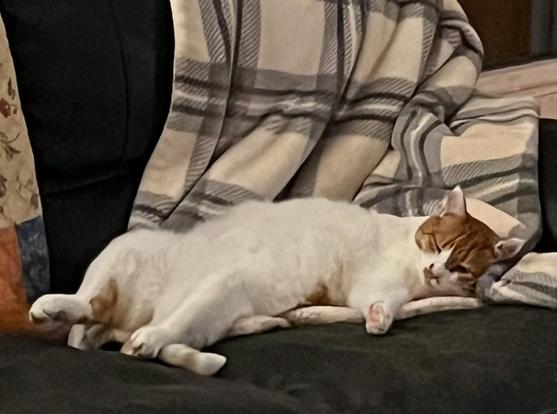 A short haired cat snoozes on the sofa. He is on his back, his white tummy exposed to the world. His head is up to the right, his orange ears have white tips. His front right leg was amputated as a result of an accident when he lived out in the wild. He looks very relaxed ! His name is Bob. Bob Cat.