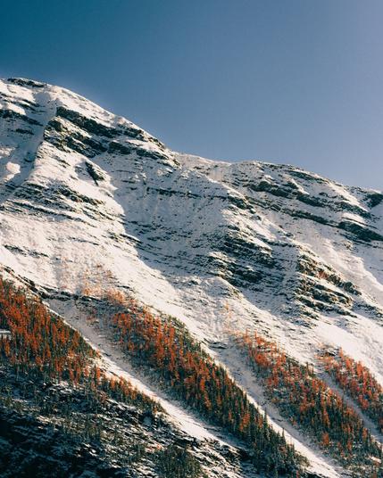 A snowy mountain peak with streaks of orange-ish green evergreens down the steep hills like thick brush strokes. Clear blue sky above, and warm yellow sunlight casting afternoon shadows from the cliffs.